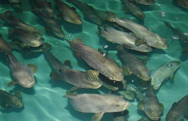 石斑鱼养殖技术