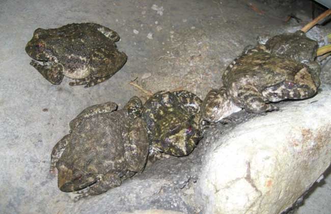 石蛙的养殖技术