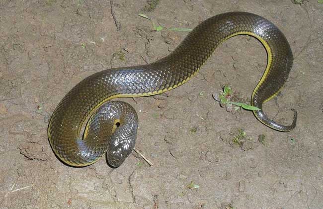 铅色水蛇有毒吗