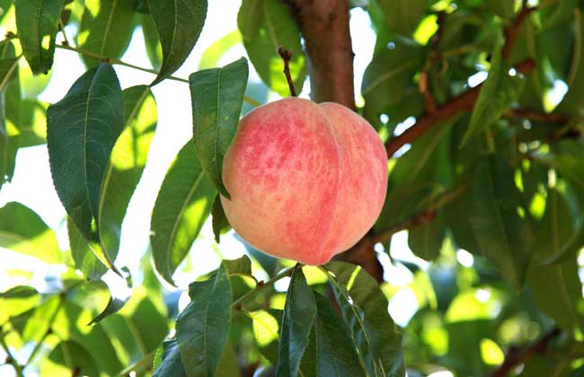 桃树种植技术