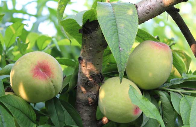 桃树种植技术