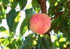 桃树种植技术视频