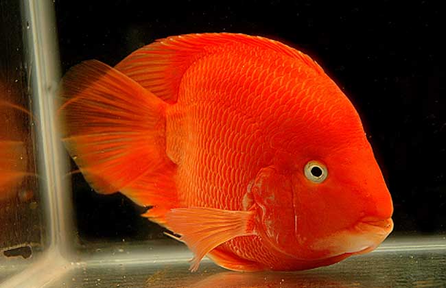 红财神鹦鹉鱼