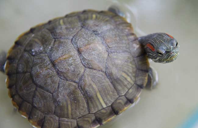 巴西龟的生活习性
