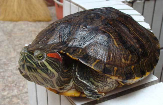巴西龟的寿命多长