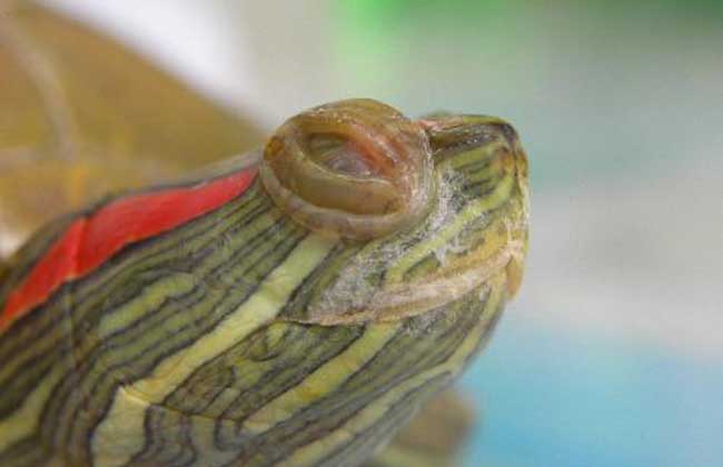 巴西龟白眼病