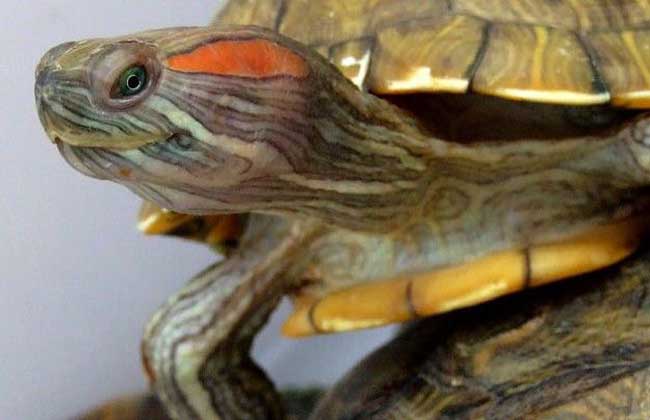 巴西龟疾病防治技术