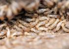 白蚁的寿命有多长？