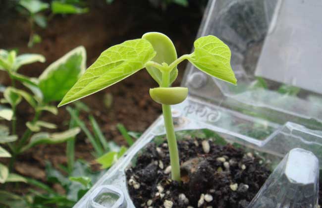 扁豆种植技术