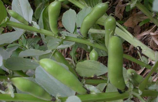 蚕豆的生长过程