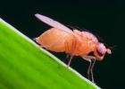 果蝇的危害有哪些？