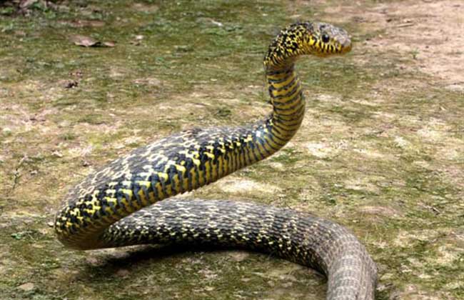 大王蛇有毒吗