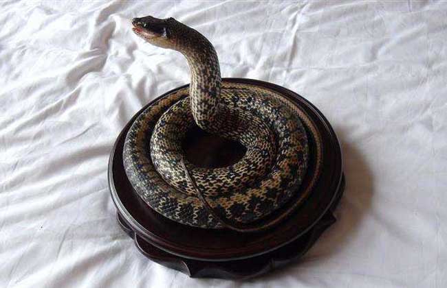 大王蛇的生活习性