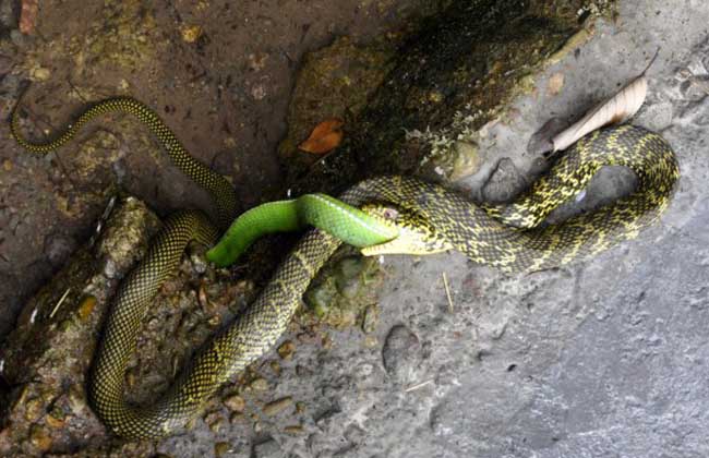 大王蛇的生活习性