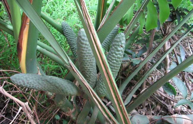 龟背竹的繁殖方法
