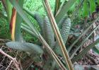 龟背竹的繁殖方法
