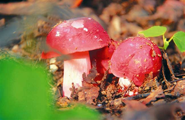 红菇种类图片