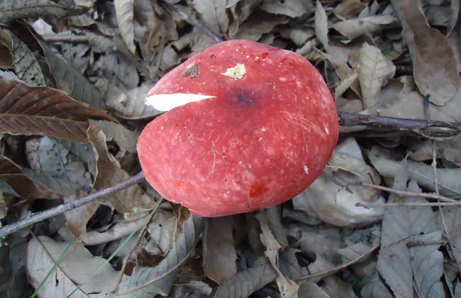 红菇的母种分离