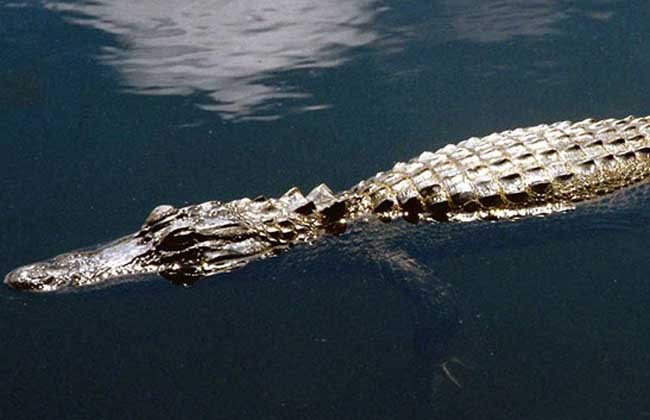 印度河流鳄鱼神秘集体死亡