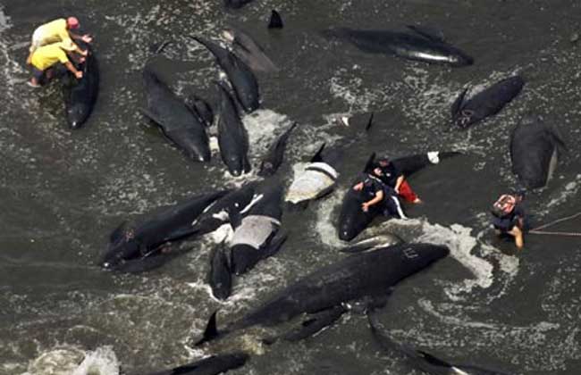 美海滩巨头鲸集体自杀