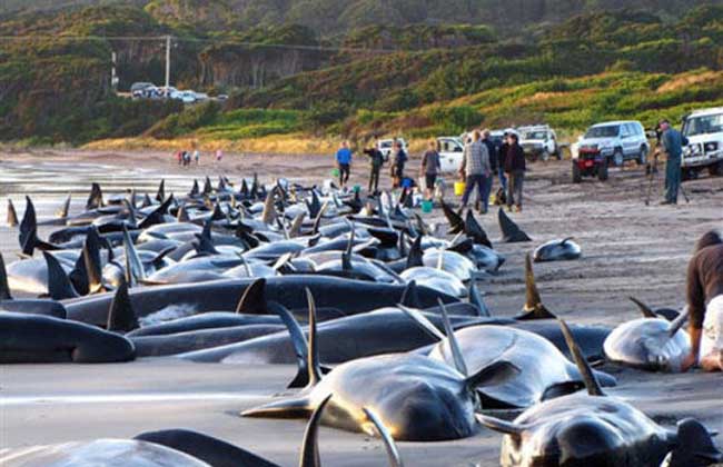 澳大利亚海滩鲸鱼集体自杀近130头死亡