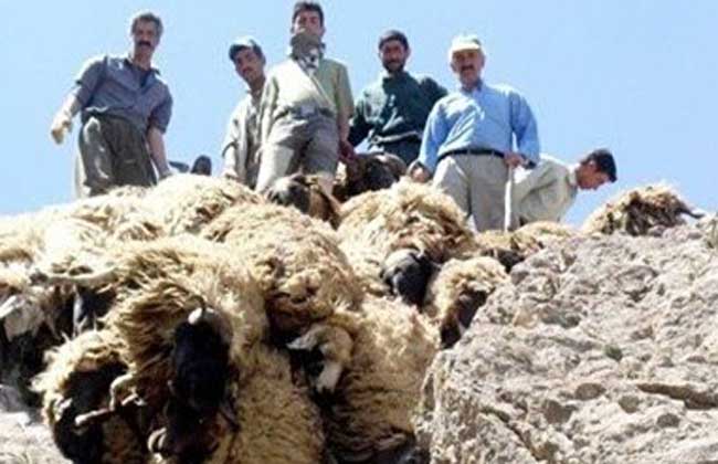 上千绵羊集体自杀