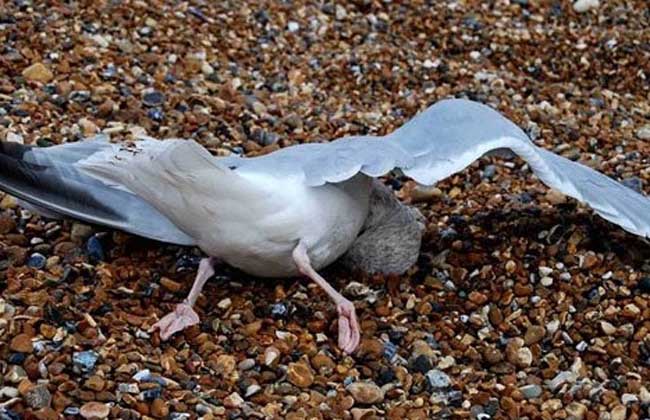 澳大利亚200余只海鸥死亡