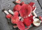 大红菇和毒红菇的区别
