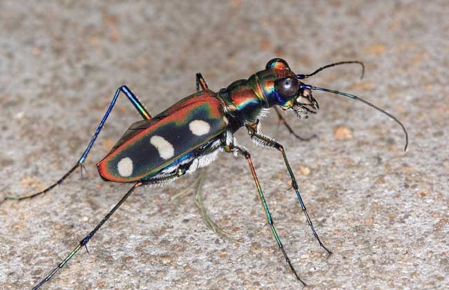 虎甲虎甲是昆虫纲鞘翅目虎甲科昆虫的统称,为中等大的甲虫,一般有鲜艳