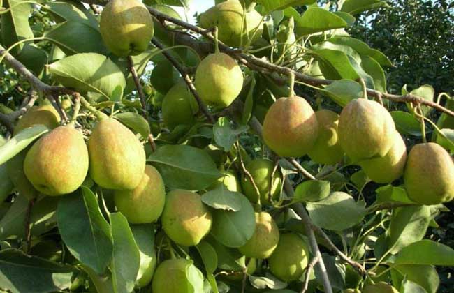 梨树的虫害防治