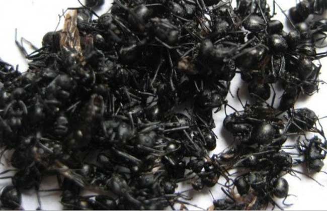 蚂蚁粉的功效与作用（长期吃蚂蚁粉有危害吗）