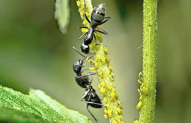 黑蚂蚁的营养价值
