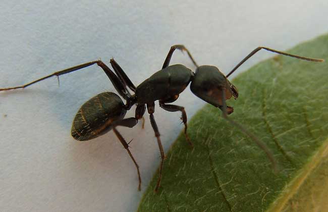 蚂蚁族群的职能分工