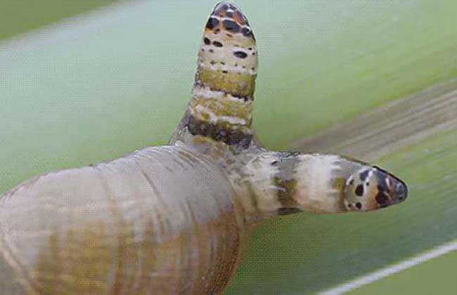 僵尸蜗牛吸虫图片
