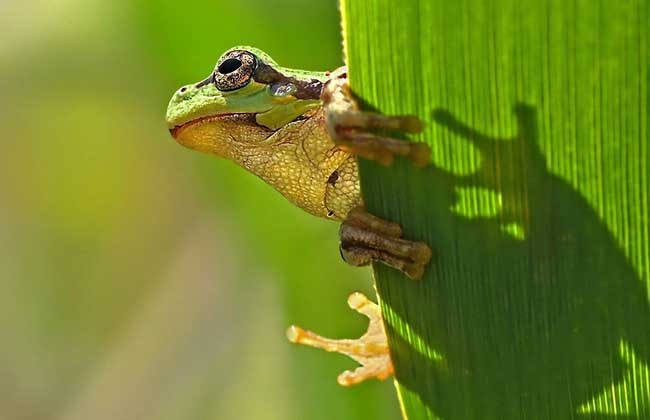 青蛙的繁殖发育