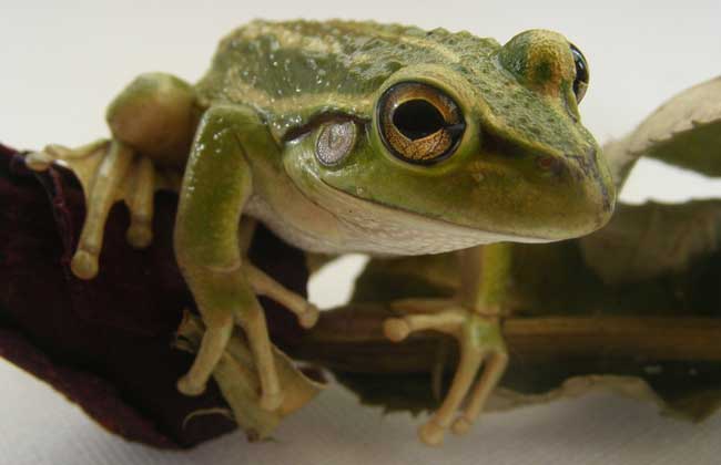 青蛙的形态特征