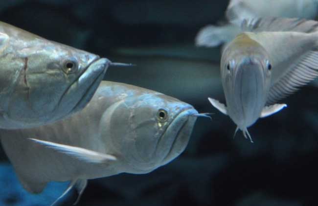 银龙鱼养殖技术视频