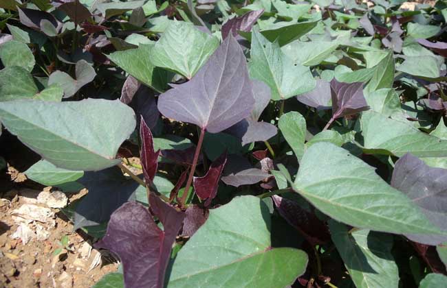 紫薯的种植时间