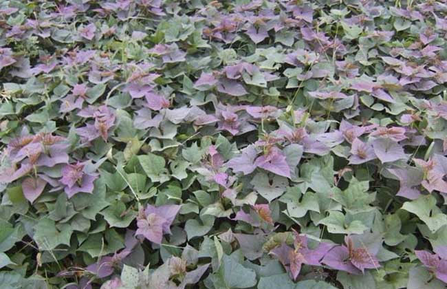 紫薯的种植时间