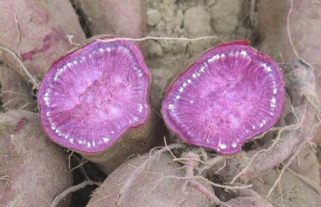 吃紫薯能减肥吗？