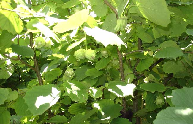 榛子树种植条件
