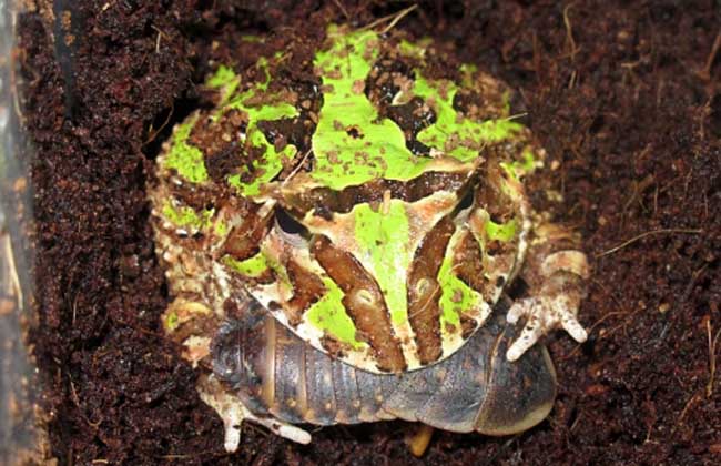 霸王角蛙寿命有多长