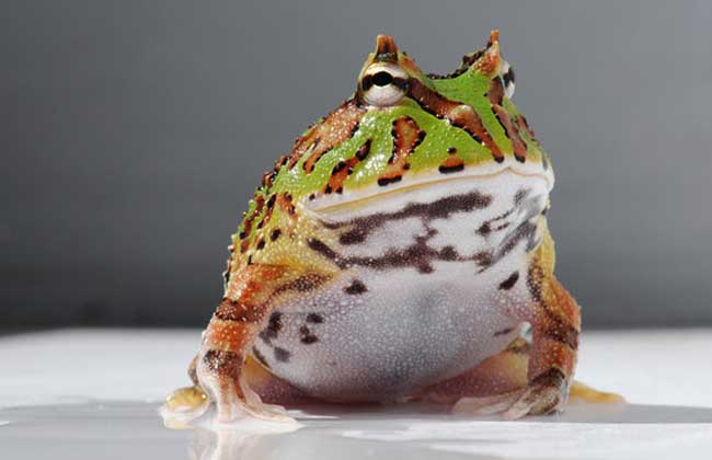 角蛙饲养环境