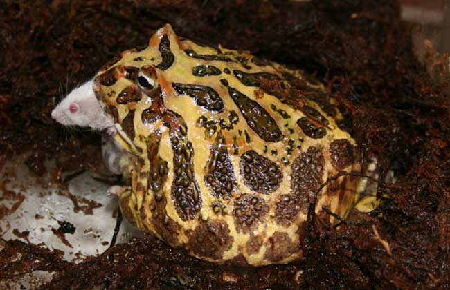 角蛙的生长发育