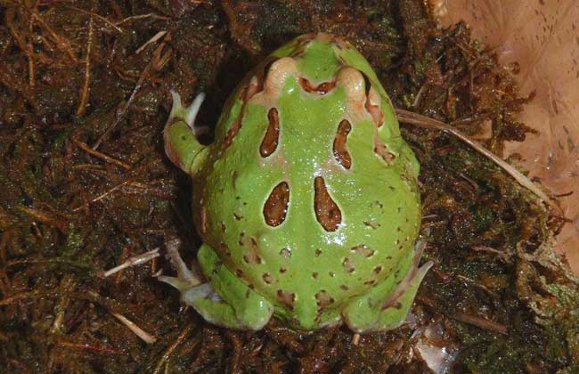 角蛙的生长发育