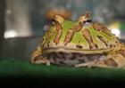 霸王角蛙图片