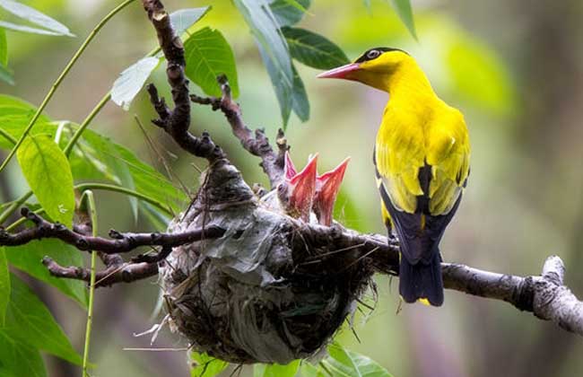 黄鹂鸟吃什么食物