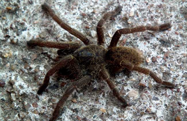 世界十大最恐怖毒蜘蛛