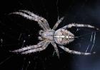 蜘蛛养殖技术视频