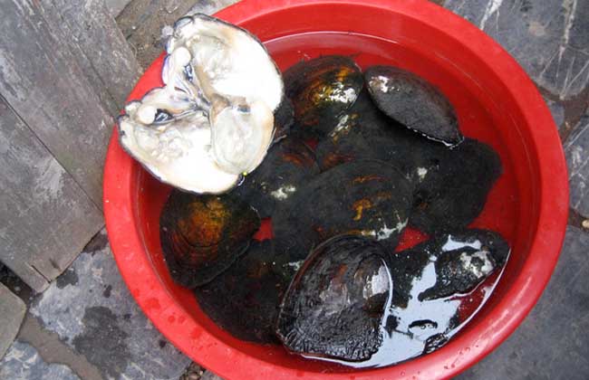 孕妇能吃河蚌吗